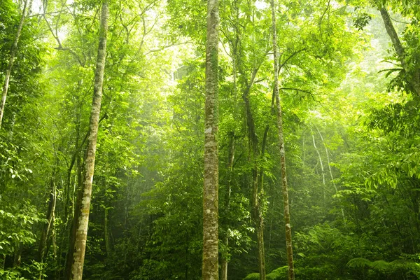 Yeşil orman. — Stok fotoğraf