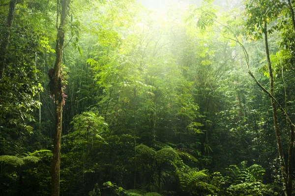 Grüner Wald. — Stockfoto