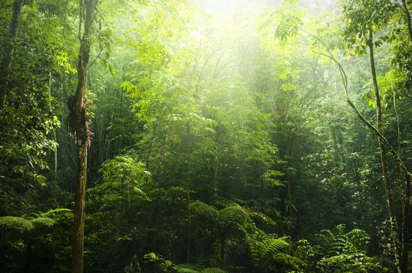 Groen bos. — Stockfoto