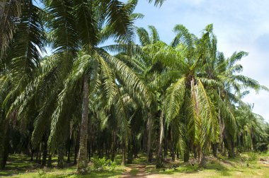 Palm Oil Plantation. clipart