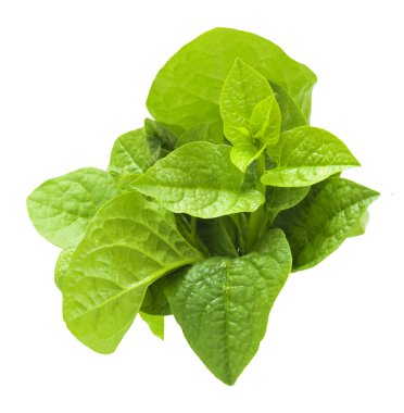 Malabar spinach. clipart