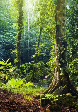 Tropical Rainforest. clipart