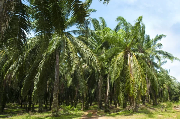 Palm Oil Plantation. — Stock Photo, Image