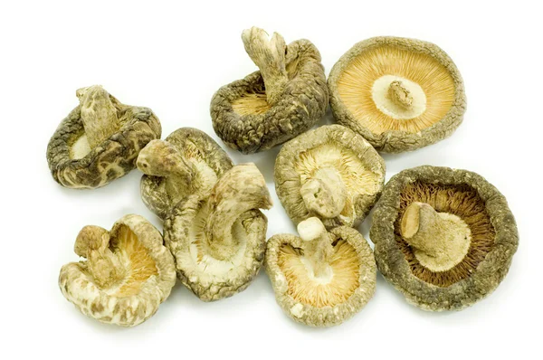 Шиитакский гриб — стоковое фото