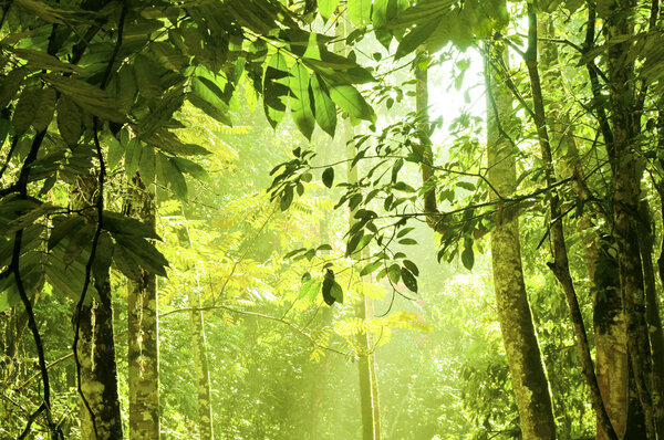 Tropical dense forest with morning sunlight shine on to it.