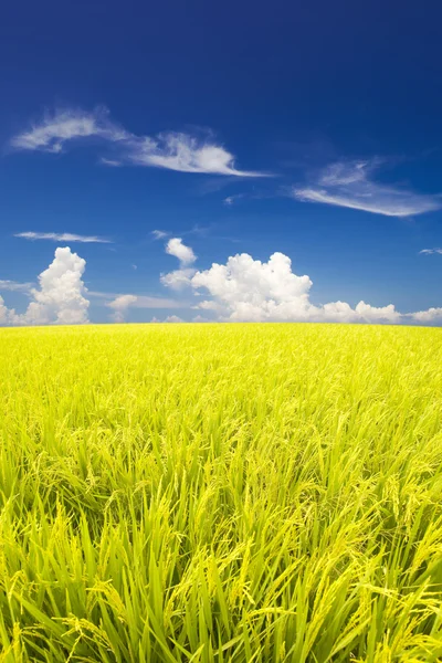 Paddy rice field. — Stock Photo, Image