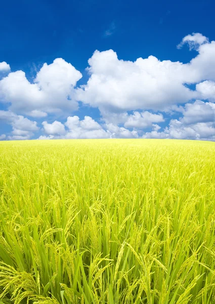 Padie rijst veld. — Stockfoto