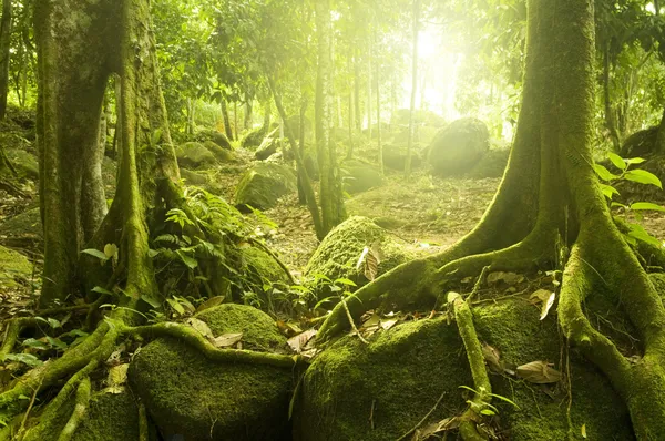 Grüner Wald lizenzfreie Stockfotos