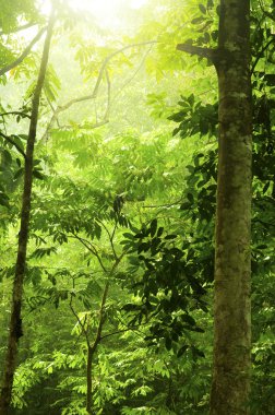 Green forest clipart