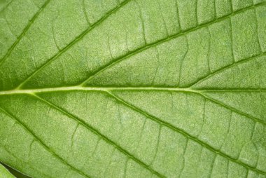 Leaf texture macro clipart