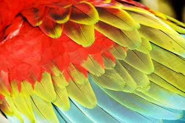 Colourful wings clipart