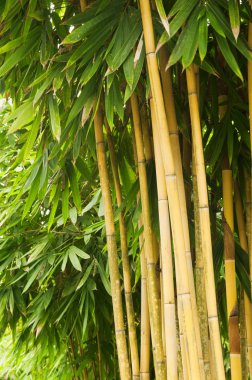 Bamboo tree clipart