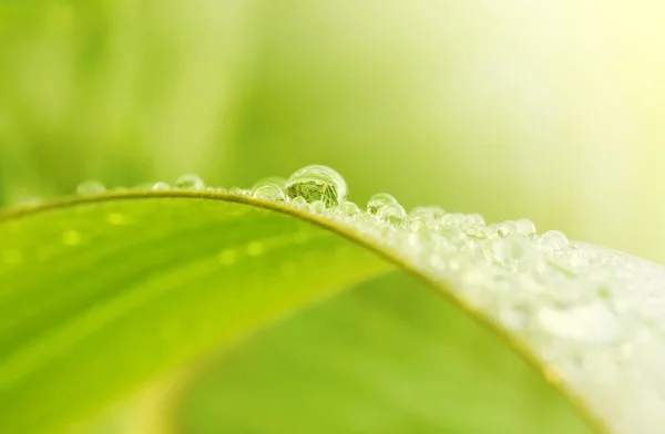Zelená tráva s kapkami deště — Stock fotografie