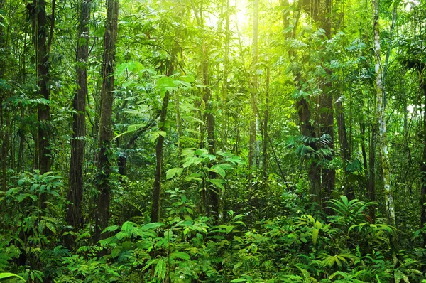 Плотный лес . — стоковое фото