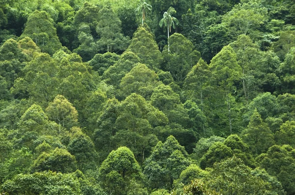 Tropický deštný prales. — Stock fotografie