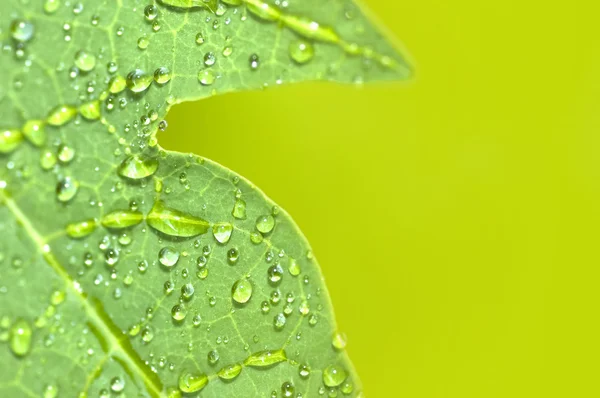 Dew on leaf — Stock Photo, Image