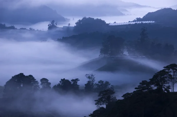 Ранковий туман на ферму чай. — стокове фото