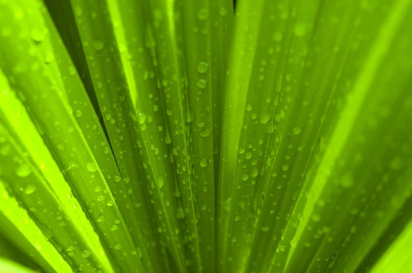Водопад на зеленом пальмовом листке — стоковое фото