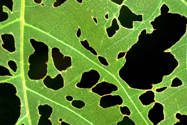 Leaf with holes. — Stockfoto