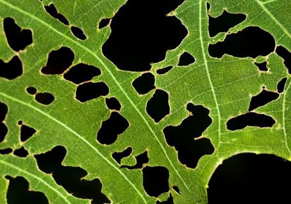 Leaf with holes. — Stockfoto