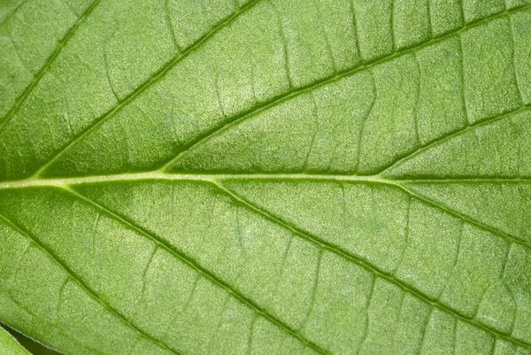 Leaf texture macro — Stock Photo, Image