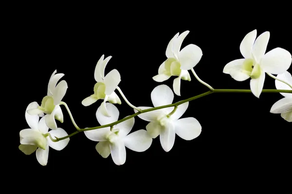 stock image Orchid