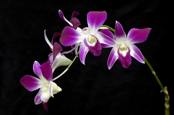 stock image Orchid