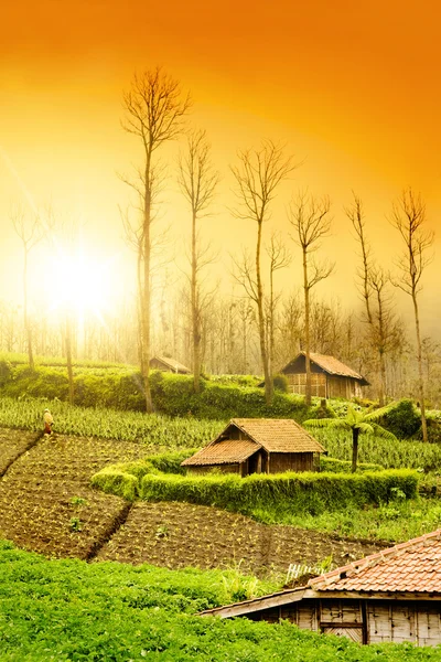 Terras agrícolas Sunrise — Fotografia de Stock