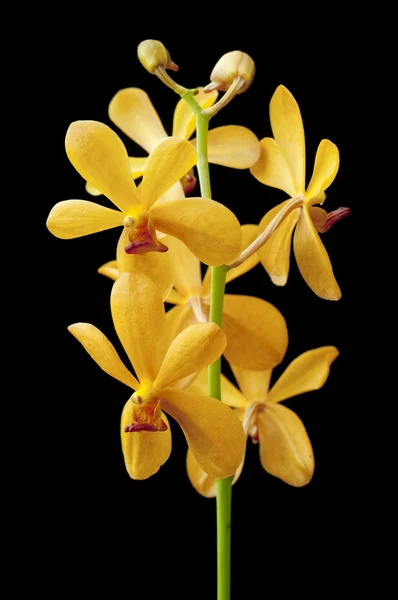 stock image Yellow orchid.