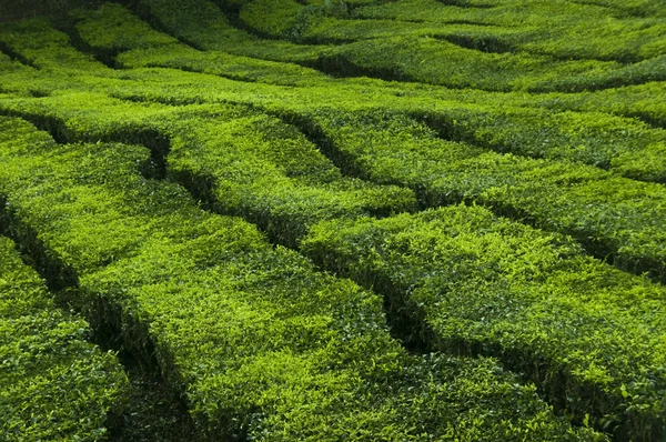 Чайні плантації . — стокове фото