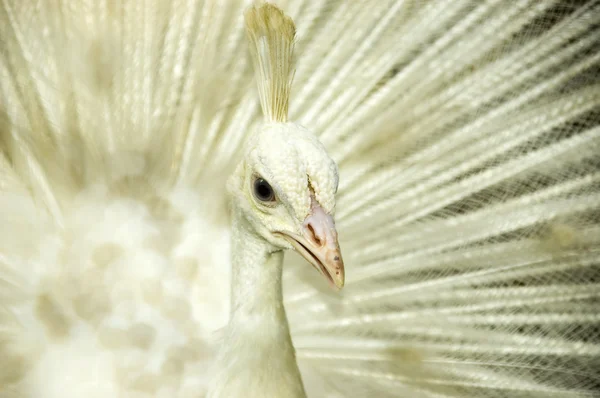 White peacock. — Stock Photo, Image
