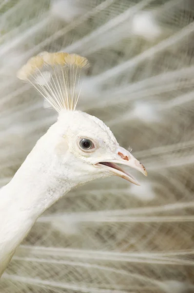 Pavão branco — Fotografia de Stock