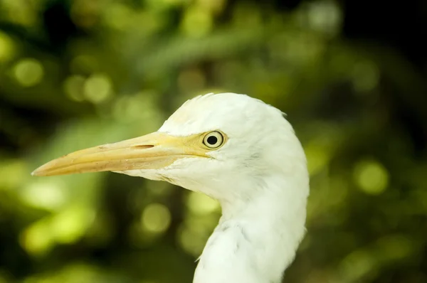 Egret... . — Fotografia de Stock