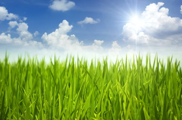 Zielona trawa i niebo. — Zdjęcie stockowe