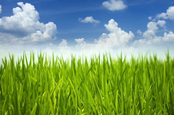 Groen gras en lucht. — Stockfoto