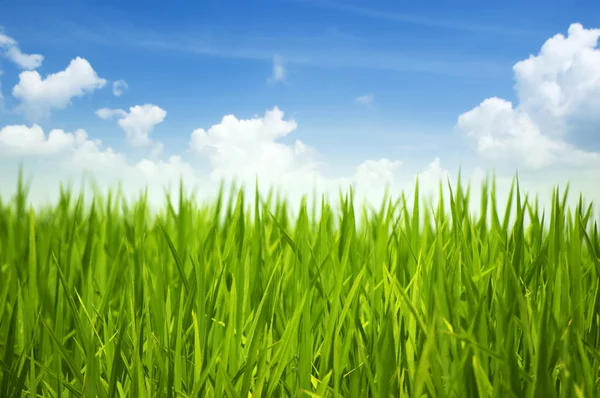 Erba verde e cielo — Foto Stock