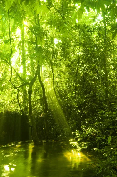 Groen bos en stream. — Stockfoto