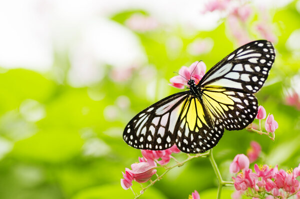 Mariposa. — Foto de Stock