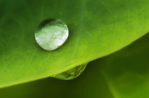 Waterdruppel op lotusblad. — Stockfoto