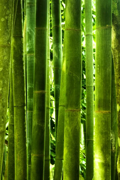 Forêt de bambous — Photo