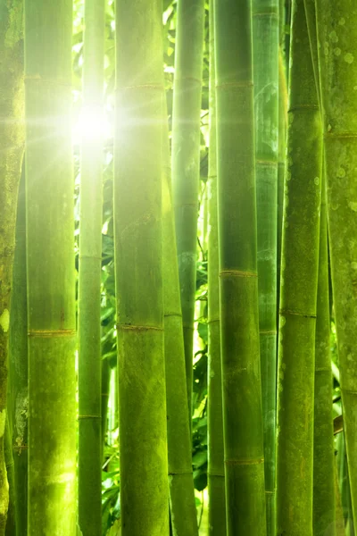 Bosque de bambú . —  Fotos de Stock