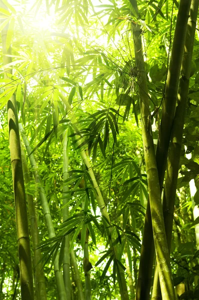 Bambuswald. — Stockfoto