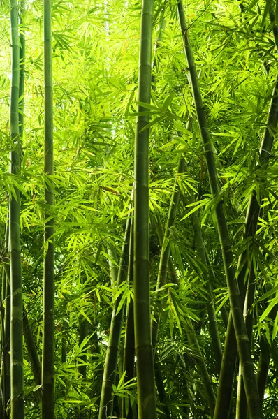 Floresta de bambu — Fotografia de Stock