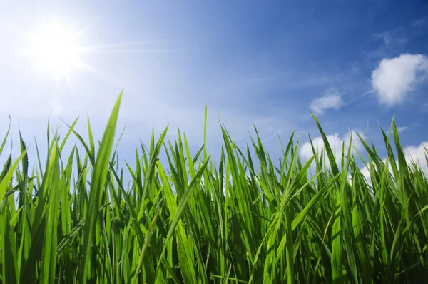 Groen gras en lucht Stockfoto