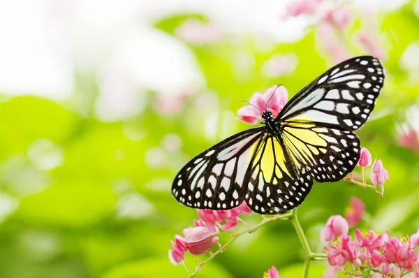 Schmetterling Stockbild