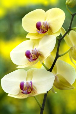 orkide.