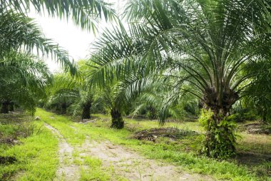 Palm Oil Plantation. clipart