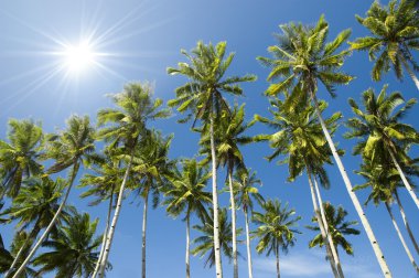 Palmiye ağaçları
