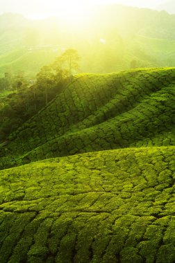 Tea Plantations. clipart