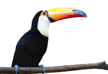 Beautiful Toucan on White Background. clipart